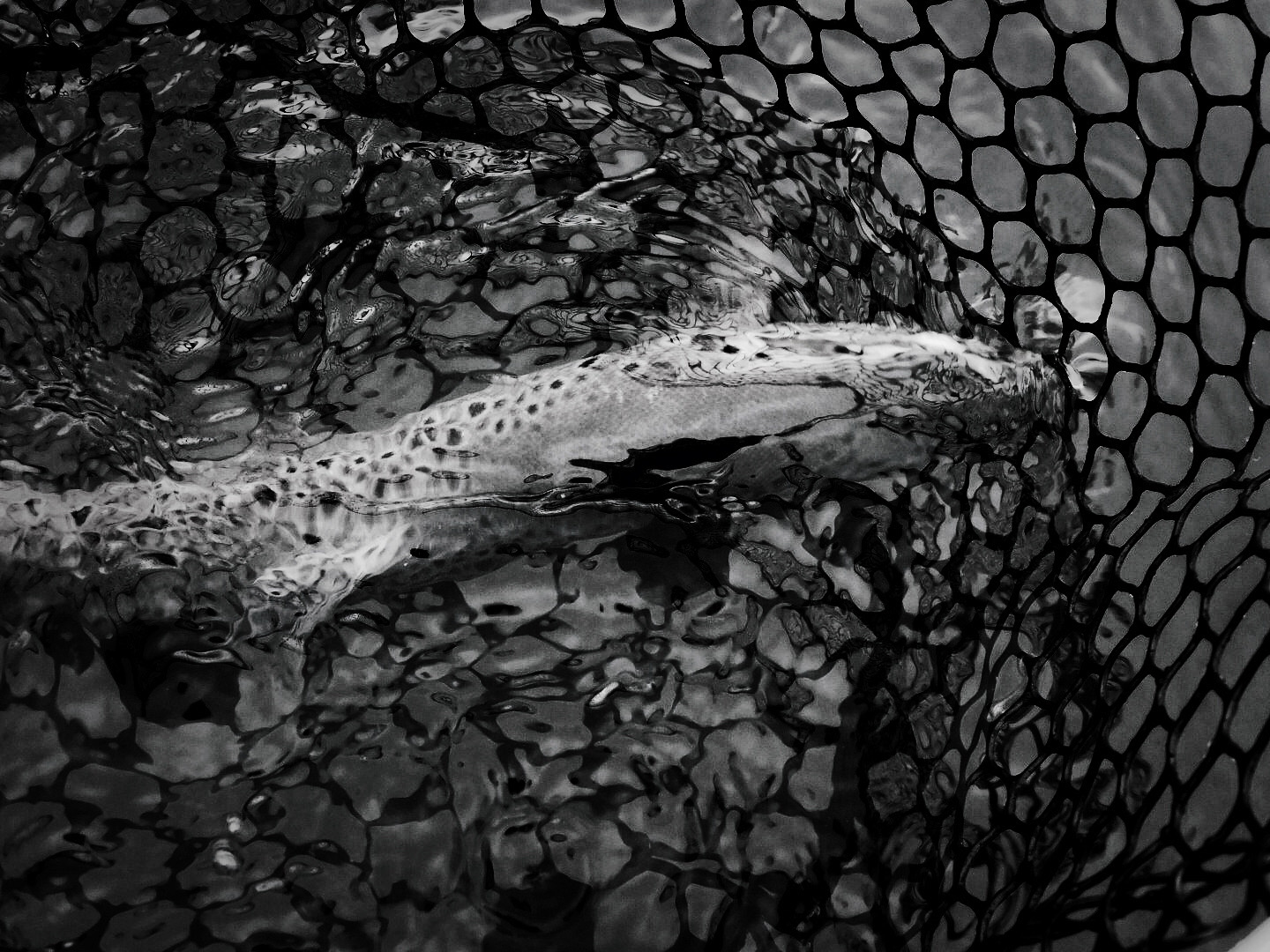 Close-up of a trout in a fishing net, partially submerged in water.