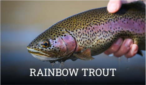 Rainbow Trout Information