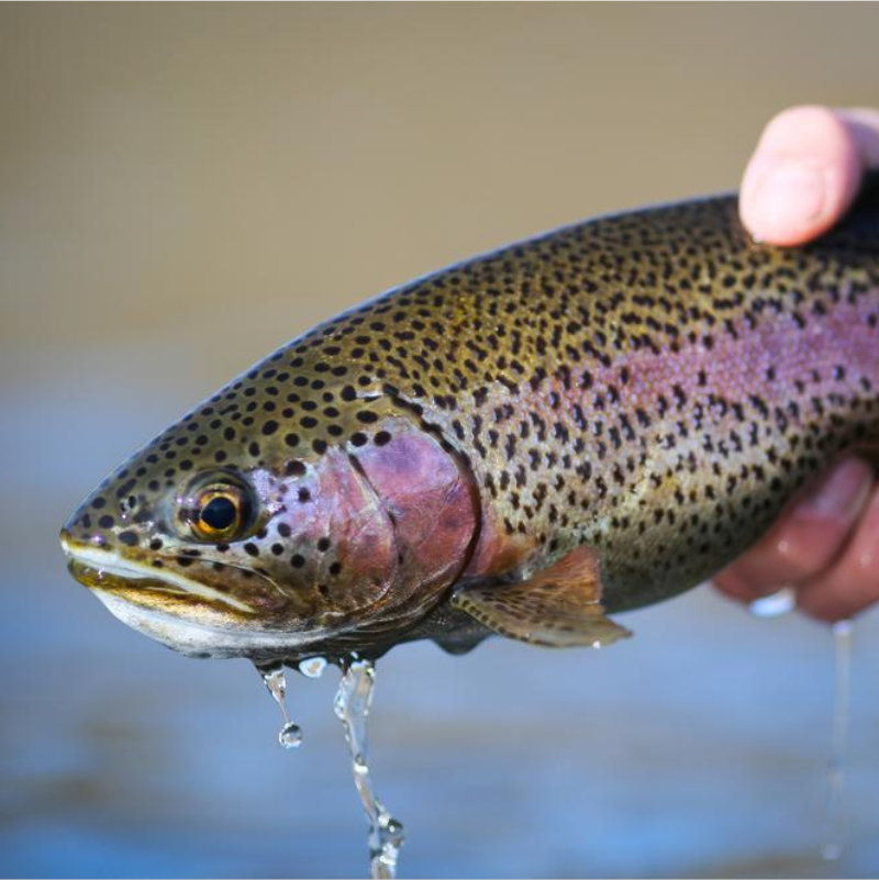 Rainbow Trout being displayed