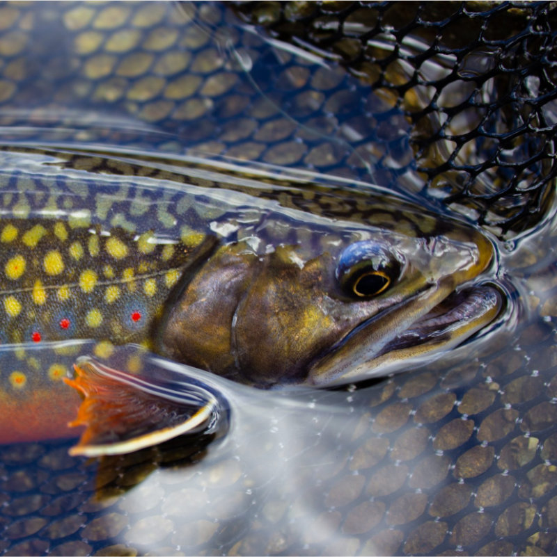 Brook Trout in stream