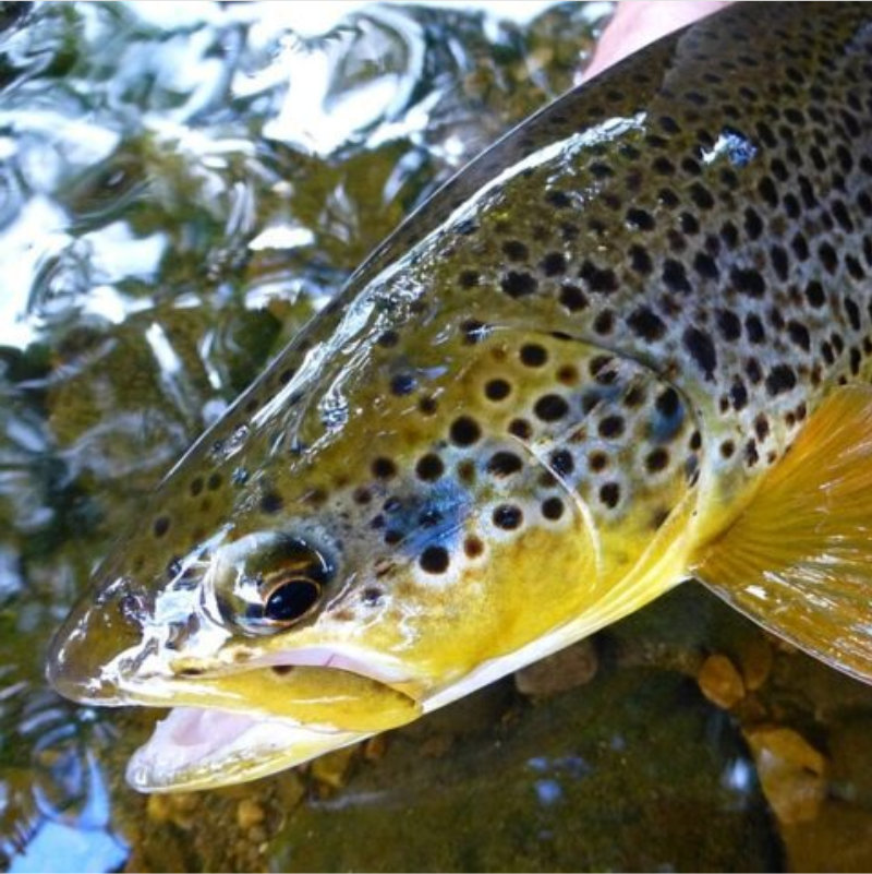 Brown Trout