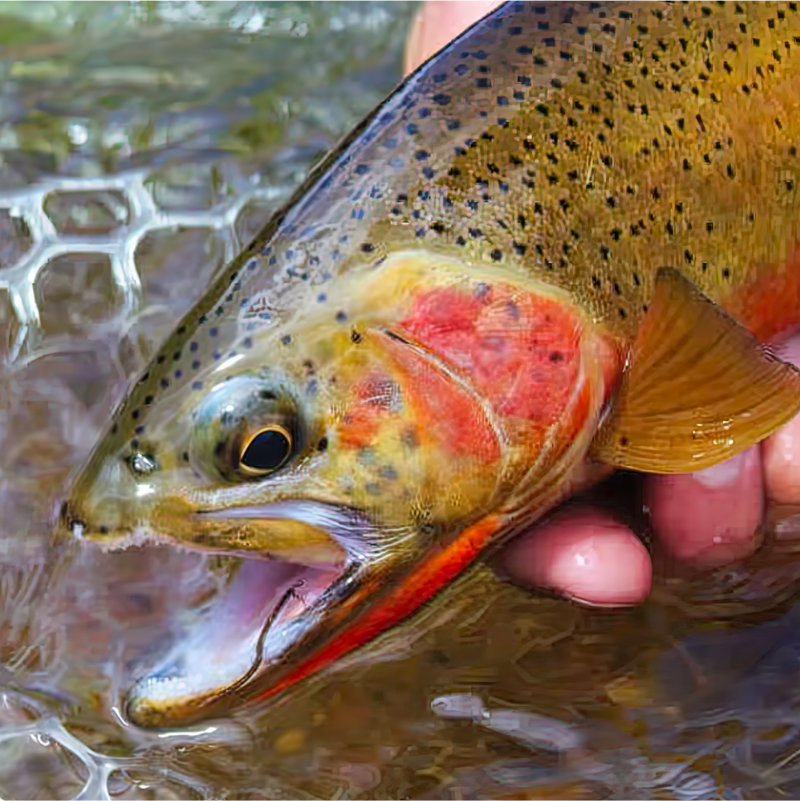 Cutthroat Trout release