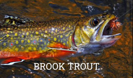 Brook Trout information