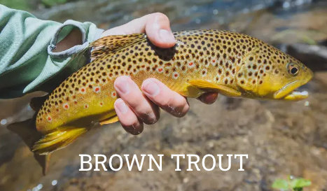 Brown Trout Information