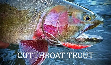 Cutthroat Trout information page link