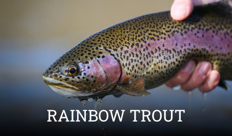 Rainbow Trout Information