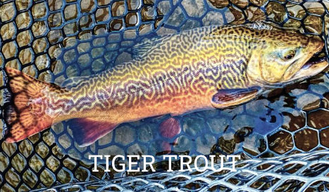 Tiger Trout information page link