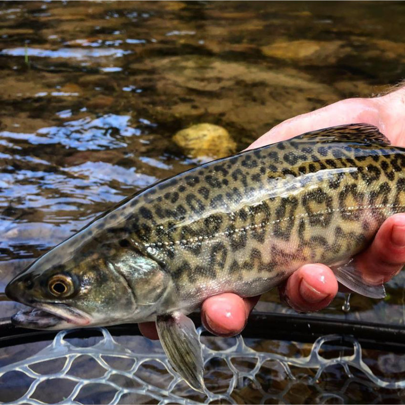 The Stunning Hybrid of a Brown and Brook Trout: The Tiger Trout