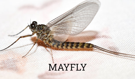 Mayfly Identification