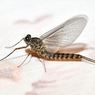 Mayfly natural image