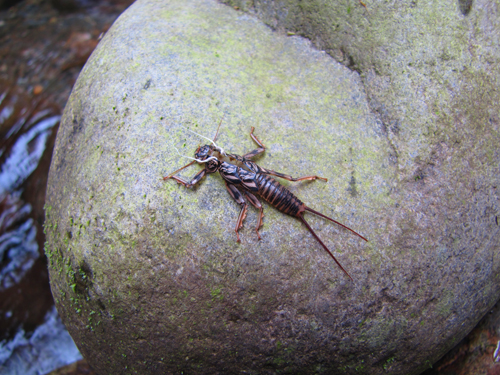 Stonefly image