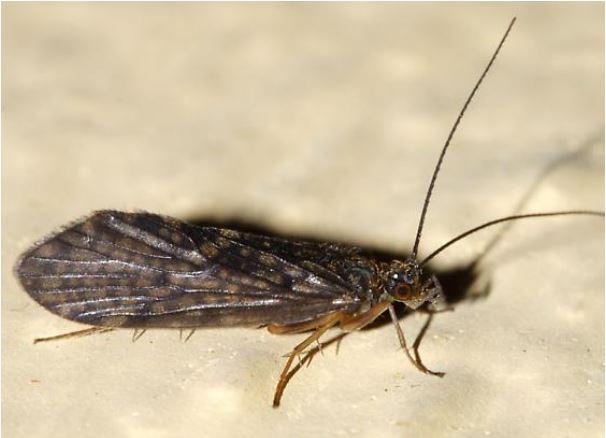 Caddisfly_2 Caddisfly_2