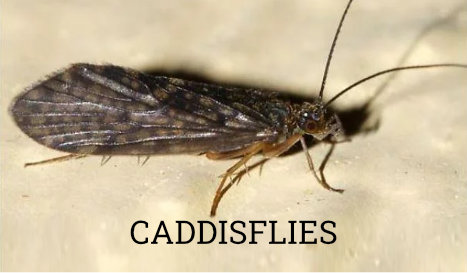 gunnison_fly_fishing-fly_identification-image-caddisflies