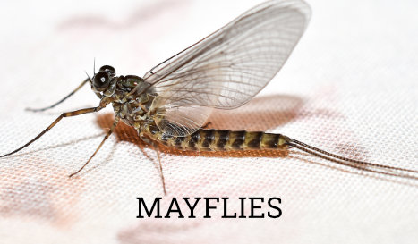 gunnison_fly_fishing-fly_identification-image-mayfies