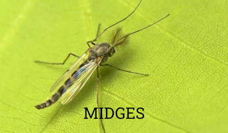 gunnison_fly_fishing-fly_identification-image-midges