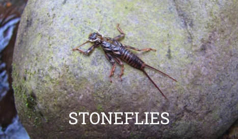 gunnison_fly_fishing-fly_identification-image-stoneflies