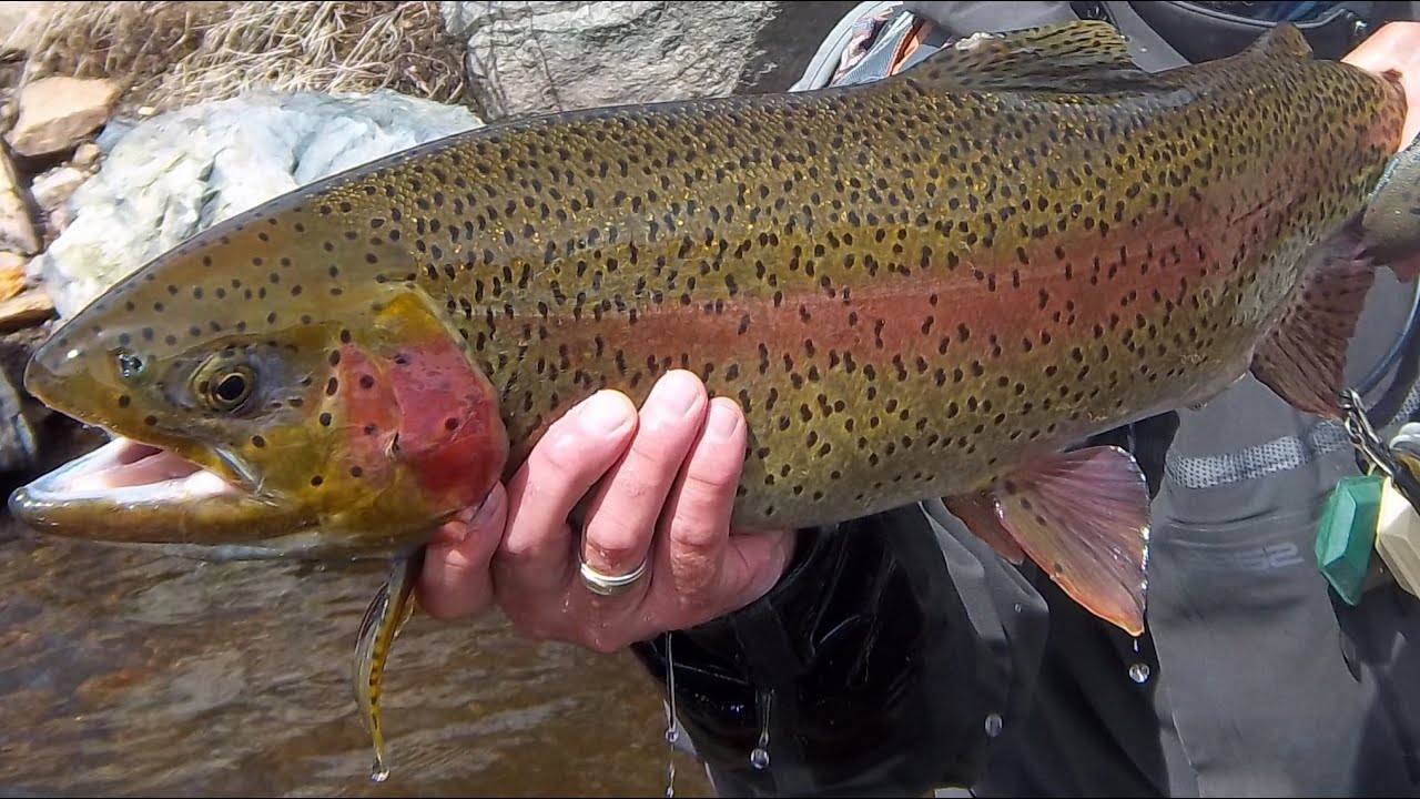 Fishing_License_2